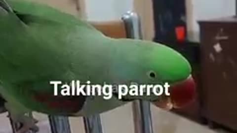 Talking parrot 🦜