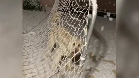 Dog Confused Seeing Snowfall for the First Time