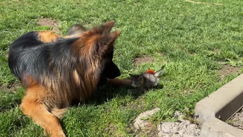 German Shepherd finds Play Buddy in a Tiny Kitten