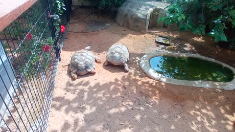 HUGE FAT TORTOISE TRYING TO ESCAPE AFTER TORTOISE STEALS HIS FOOD SPIKE GOES CRAZY-20
