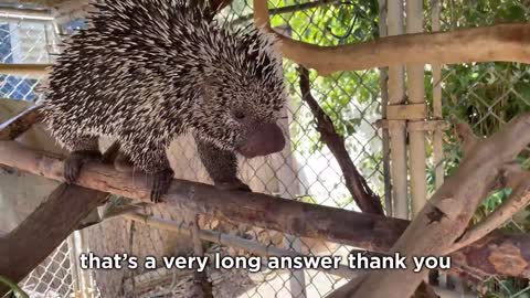 I interviewed animals with a tiny mic again