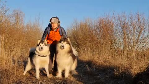 Labrador dog 🐻|| Dog training video || amazing video || dog trading video ||