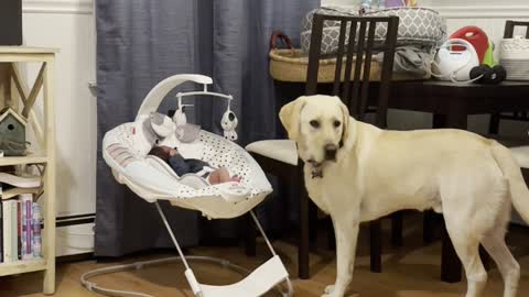 Lab Gently Licks New Brother