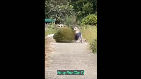 Funny Animal Videos 🤣 Funniest Cats and Dogs Videos 2024 😅