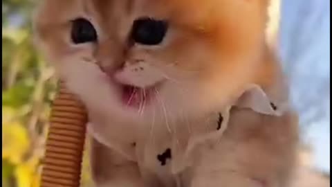 Cat Reaction