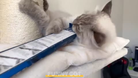 Funny cat