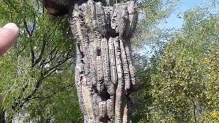 Saguaro cactuses are SO resilient, may we as a nation be the same.4/21/23