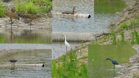 The Wading Birds return with the Rains