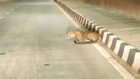 Tiger in the highway at night!!