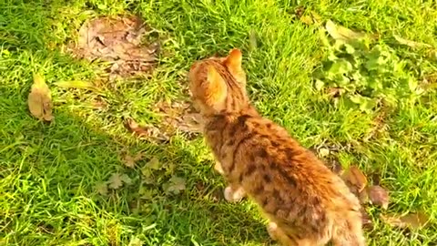 Cute kitten looking for something in the yard (Interesting video of kitten)