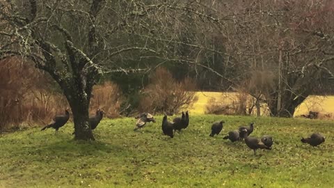 Turkeys fighting over food and flying into tree