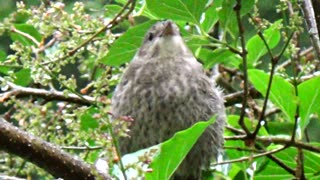 Baby Cowbird