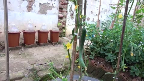 growing cucumber for beginner with many fruits