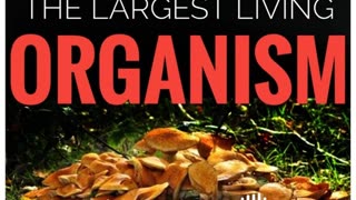 598: "The Largest Living Organism"