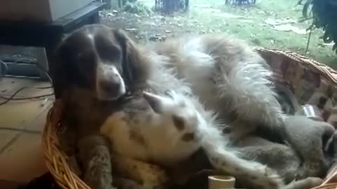 Dog(Predator) and Bunny(Prey) Friendship