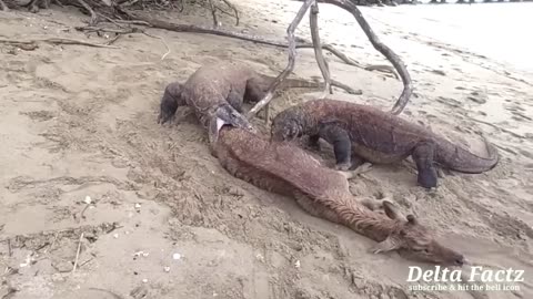 When Hyenas Messed With Wrong Enemy