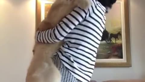 cute dogs getting hugs