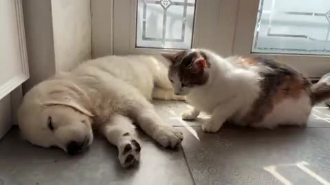 Pregnant Cat Reacts to Sleeping Golden Retriever Puppy