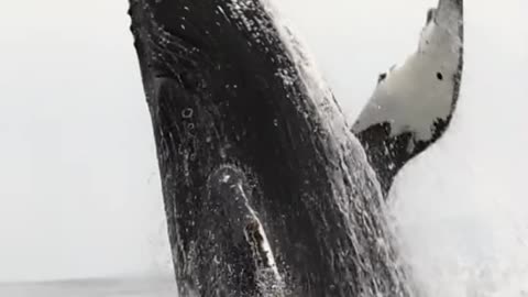 Big sea fish.A Blue Whale._shorts _viral video_trending