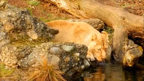 Watch the lion drinking from the lake