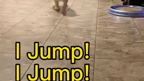 I Jump!Jump!Jump!🤣🤣🤣#cat #catsoftiktok #catlover#kitten