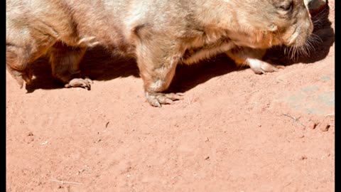 Wombats - The Cube Marsupials