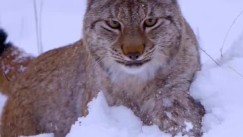 The only wild felid in Norway, the Eurasian lynx is a beautiful one 😍