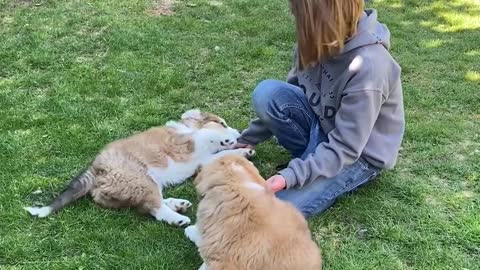 Surprising Kiddos with Puppy's Brother