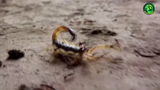 19 Brutal Moments of Ants Hunting Their Prey