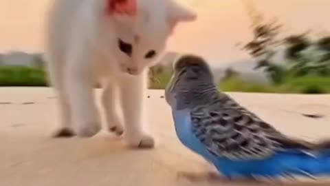 Cute cat and cute parrot playing together 😻😻😍👈