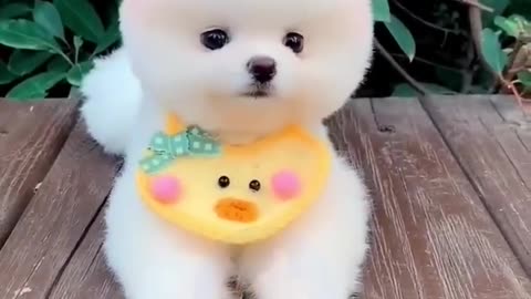 Pomeranian Puppie _ Cute dog _ Teacup dog _ Pocket dog _ cute puppy _ Pomeranian dog price #shorts