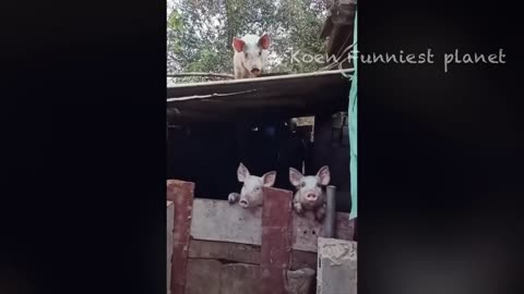 funny animals video #laughter #cats&dogs #funny #video | makes you roll down with laughter🤣