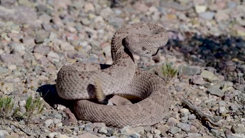 The rattle snake making noice,,quite Scarry!!