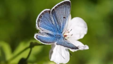 Video Of Butterfly On A Flower