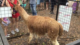 Renaissance Fair in Plantation, Florida