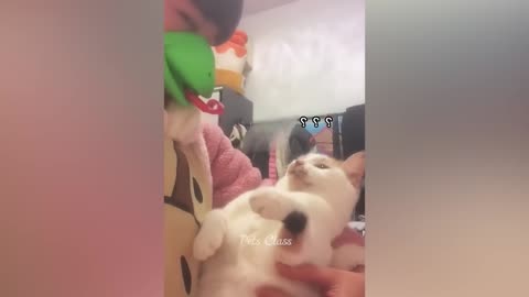 Funny animal prank video