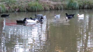 Peaceful Ducks