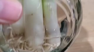 How to regrow spring onions