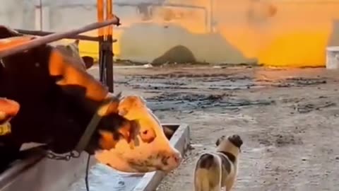 The End 🤣🤣 #funny #funnyvideos #animals #dog #cat #pet #viarl #foryou #fyp