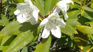 Azaleas