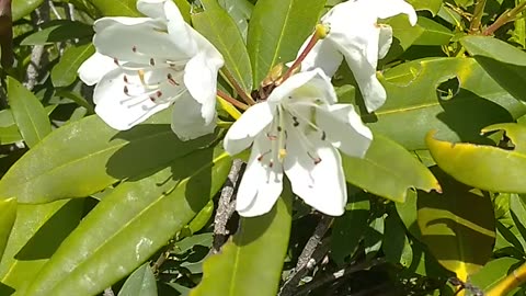 Azaleas