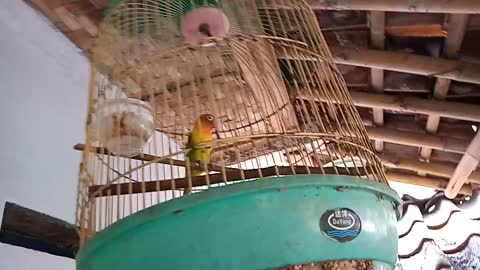 green lovebird is lazy to sing
