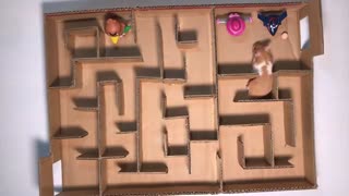 easy to made maze for hamsters