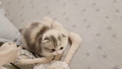 Cute short legged kitten wants to explore