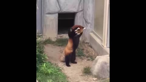 when adorable red panda became wrestler!amezing#funnyvideo