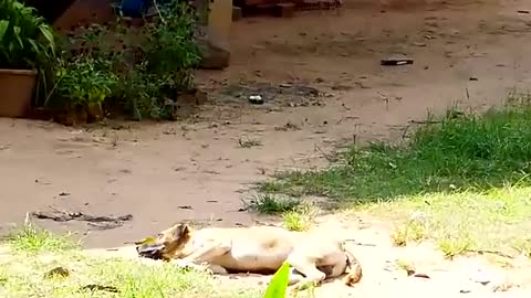 Prank Dog sleeping video 🤣
