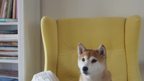 A Dog Seated On A Yellow Chair