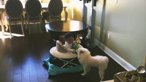 Baby trying to feed doggy 😊 cute baby videos