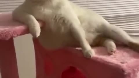 Funny cats full enjoy