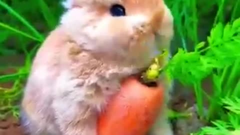 Cute Little Bunny Eating Carrot #shorts #viral #status